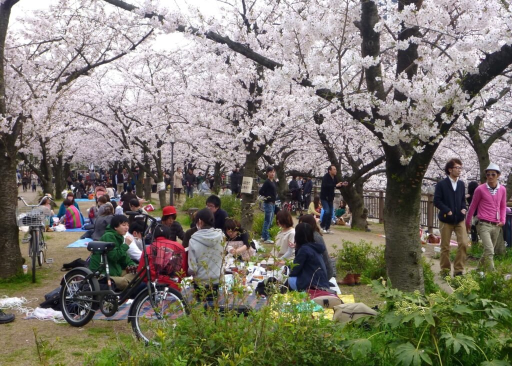 Osaka park filled with people enjoying a hanami picnic under blooming cherry blossom trees during springtime. Visitors relax, and socialize, amidst the beautiful pink and white blossoms.