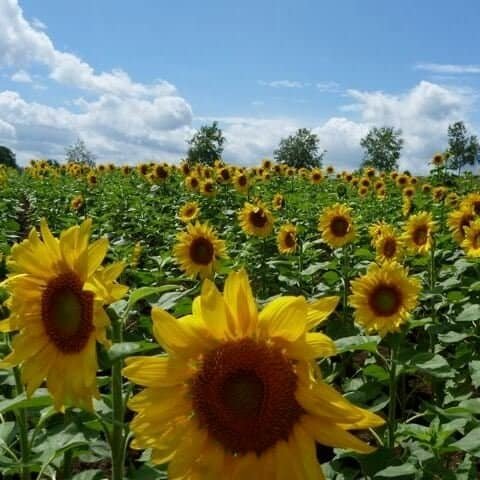 A vibrant sunflower field in Hokkaido under a bright blue sky with scattered clouds, showcasing tall, blooming sunflowers perfect for nature and travel photography.
